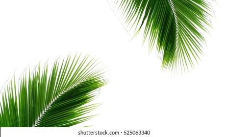 Palm Coconut Leaves On White Background