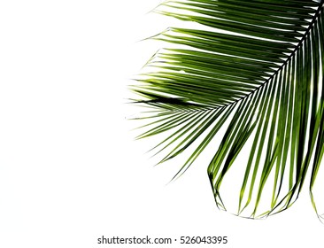 Palm Coconut Leaves On White Background Stock Photo 526043395 ...