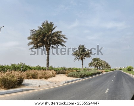 Palm Date trees along side of road with Landscaping. Palm Tree, View of Palm tree with SKY background.
Group of Green Trees or Date tree or Arabic palm tree beside highway or Asphalt road side.