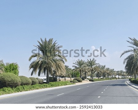 Palm Date Trees Along Side Of Road With Landscaping. Palm Tree, View Of Palm Tree With Sky Background. Group Of Green Trees Or Date Tree Or Arabic Palm Tree Beside Highway Or Asphalt Road Side.