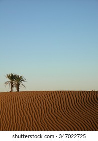 Palm In The Desert With Blue Sky