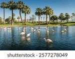 Palm Desert, CA USA - May 7, 2018: Flamingos in lake next to golf course at luxury resort JW Marriott Desert Springs Resort and Spa.