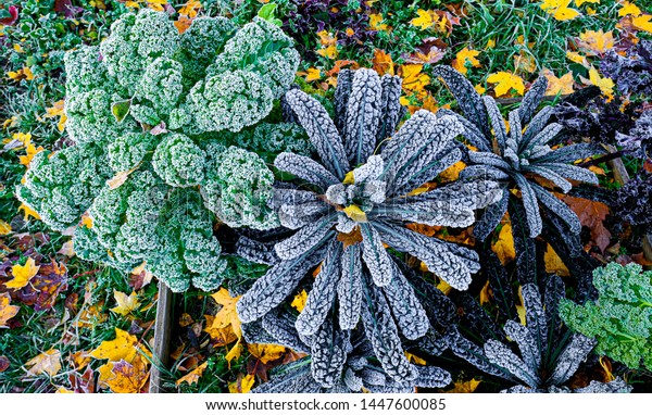ヤシや恐竜 でこぼこ葉キャベツやケール ネロ ディ トスカーナ アブラナ科 のトップビュー 冷えにくい秋の野菜園 の写真素材 今すぐ編集