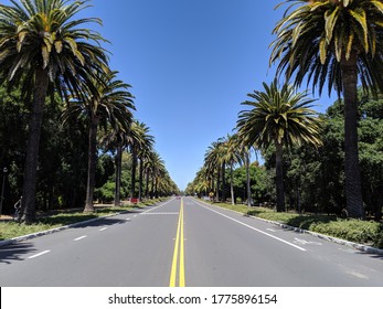 Palm Drive - Alley Of Palm Trees Under The Blue Sky. California