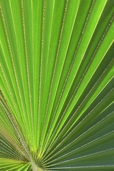 PALM FERN LEAF GREEN TEXTURED BACKGROUND - Beautiful Simple Large Wide Lush Natural Green Full Leafy Backdrop With Fine Striped Pattern In Different Color Shades On An Angle
