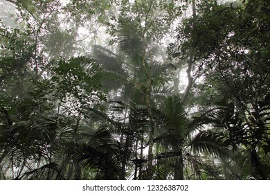 Palm Forest In The Mist, Henri Pittier National Park, Venezuela