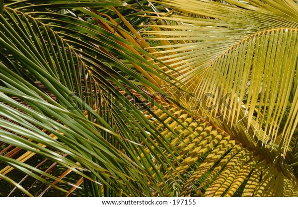 Palm Frawns Stock Photo Edit Now 197155