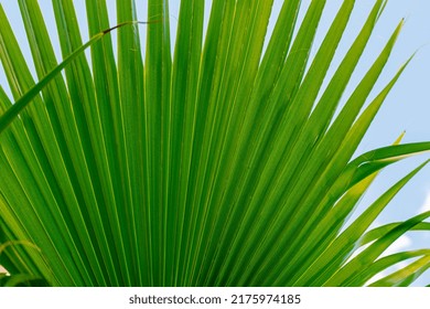 Palm Frond Close Up Detail