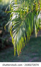 Palm Frond Close Up At Sun.