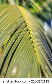 Palm Frond Close Up At Sun.