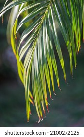 Palm Frond Close Up At Sun.