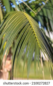 Palm Frond Close Up At Sun.