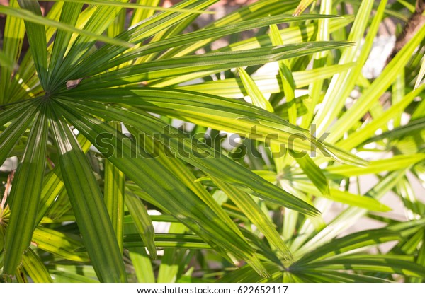 Palm frond macro of saw\
palmetto leaf