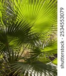 Palm Fronds in Andreas Canyon, Agua Caliente Indian Reservation, California