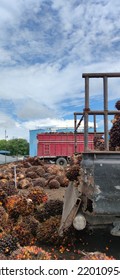 Palm Fruit Being Unloaded At The Palm Oil Mill