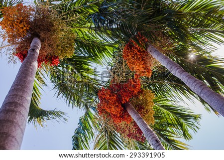 Palm fruit is on the tree.