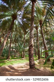 Palm Garden In The Al Ain Oasis                           