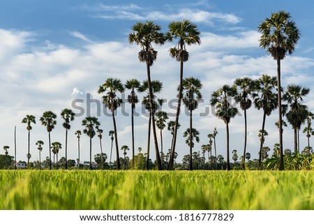 A palm garden with a foreground rice field and Sky backdrop