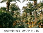 Palm garden in a park in Bad Pyrmont, Germany