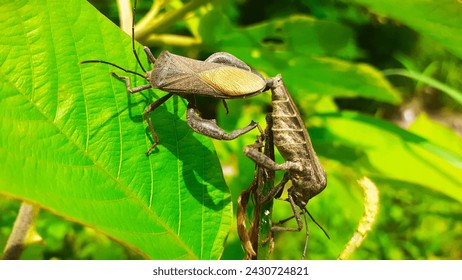 The palm grasshopper insect is mating on a leaf. Leptocorisa oratorius Fabricius. - Powered by Shutterstock