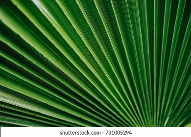 Palm Green Tropical Leaves Background Plant Texture