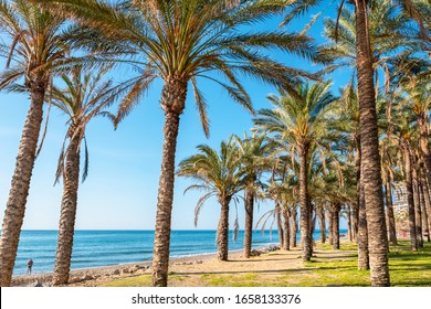 Palm grove along  a beach in Torremolinos. Costa del Sol, Andalusia, Spain