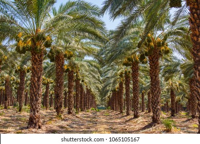 15,844 Palm grove Images, Stock Photos & Vectors | Shutterstock