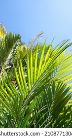 Palm has a very important role. This plant is able to absorb pollution so that it can improve the quality of the surrounding air. In addition, it can absorb 10 percent more water than other plants.