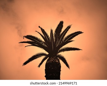 Palm high in the sky