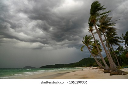 Coco Tree 库存照片 图片和摄影作品 Shutterstock