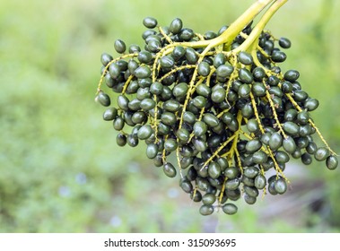 Palm kernel