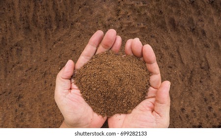 Palm kernel meal is an important feed ingredient and the by-product of the oils rich in highly saturated vegetable fats and an indispensable ingredient for food industry ,cosmetic.showing in hands,