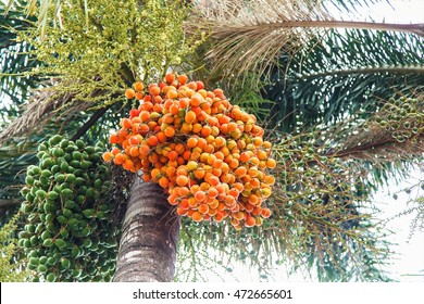 Palm kernel on palm tree.