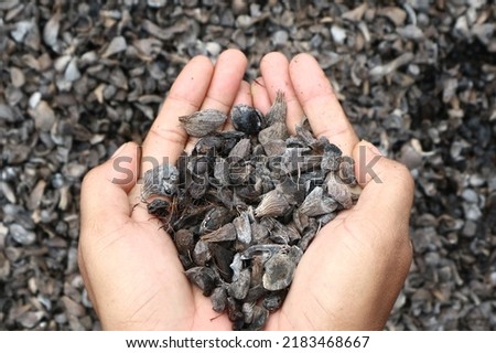 Palm kernel shell that are dried in the sun outside the room,