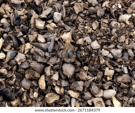 Palm kernel shells are produced by the palm fruit industry. A pile of palm kernel shells. Biomass material from the oil palm plantation sector