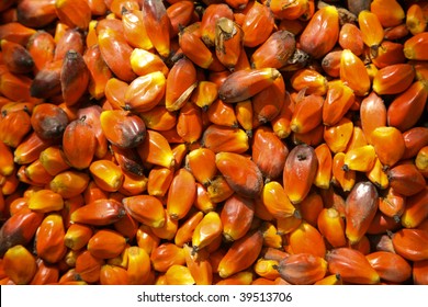 Palm kernels from a palm tree (Arecaceae) in Ghana Africa