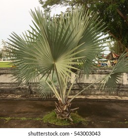 Palm King Sugar Tree Big Leaf Green