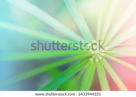 Palm Leaf. Abstract nature background. Macro nature background