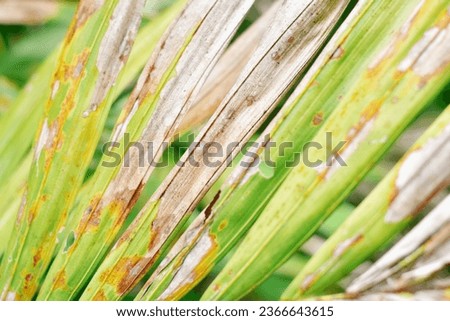 Palm leaf affected by insects
