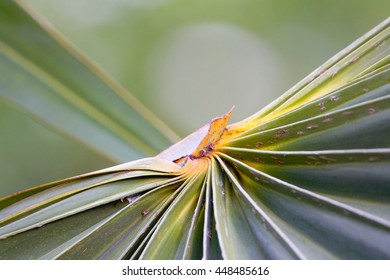 Palm leaf background:Close up,select focus with shallow depth of field:ideal use for background.