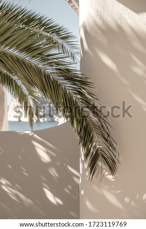 Palm leaf beautiful shadows on the wall. Creative, minimal, bright and airy styled concept.