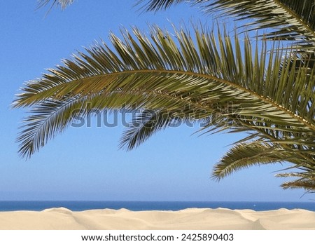 Palm leaf blue sky sanddunes