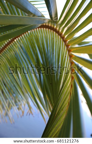 Palm Leaf close up 