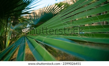 Palm leaf close up macro shoot with interesting perspective for wallpaper or background