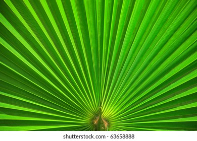 Palm leaf closeup green abstract background