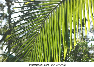 
Palm Leaf In The Colombian Jungle