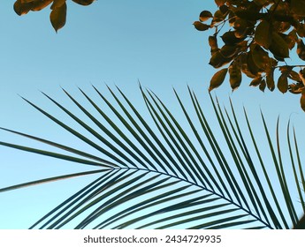 As the palm leaf dances in the breeze,
so does my soul in the rhythm of nature
Just like a palm leaf, bend but never break.
Like the palm leaf reaching out from the tree, my love for you 
