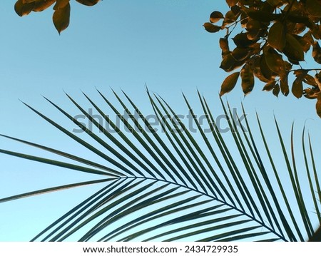 As the palm leaf dances in the breeze,
so does my soul in the rhythm of nature
Just like a palm leaf, bend but never break.
Like the palm leaf reaching out from the tree, my love for you 

