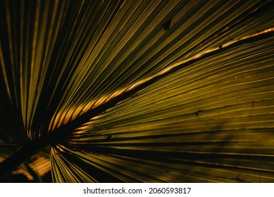 Palm leaf in the dark