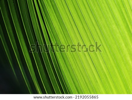Palm leaf with diagonal lines from light to dark